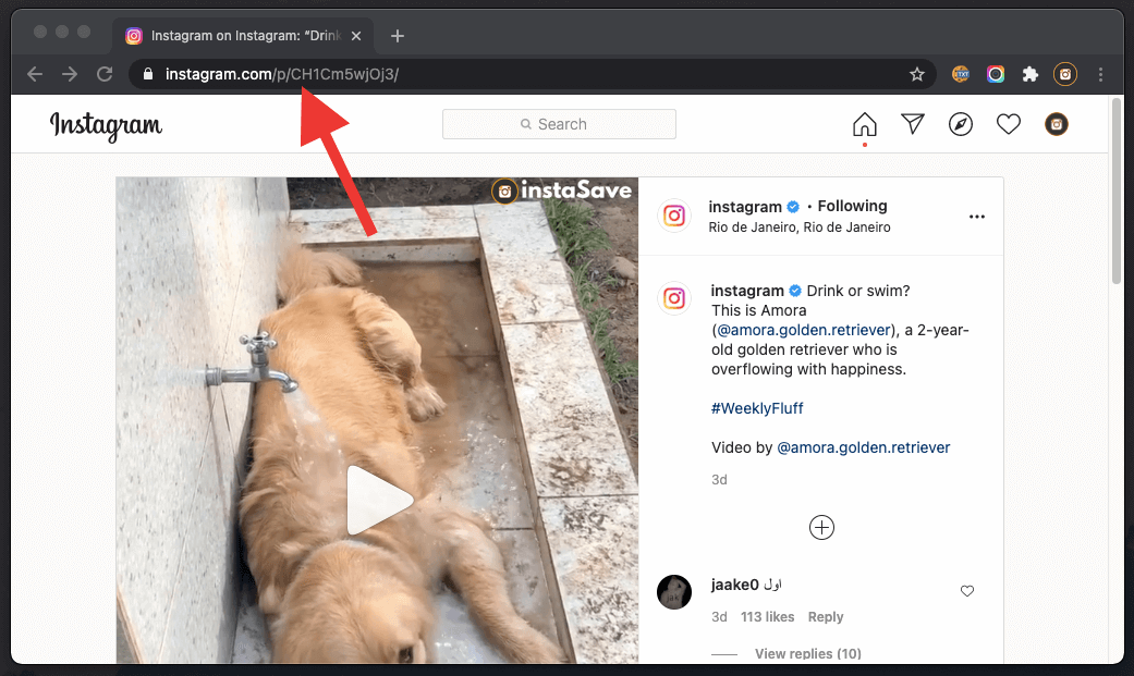 Download Instagram Videos Online Download Instagram Videos Online